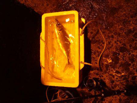 新年初釣り☆　•••で､出た！！