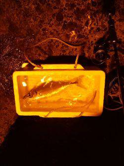 新年初釣り☆　•••で､出た！！