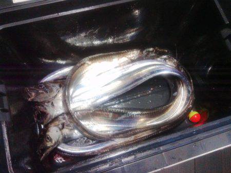 裏切らないポイント