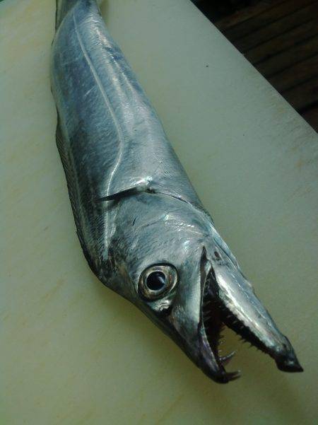 今日も太刀魚釣り