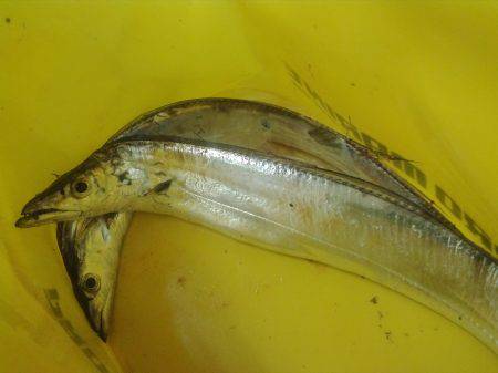 まだ釣れてるので