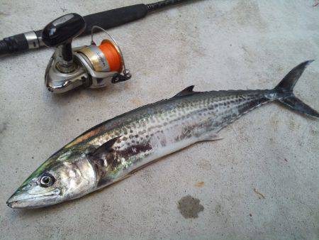 サゴシ釣れてます！