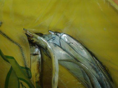 いつものポイント