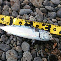 煙樹ヶ浜へ初遠征