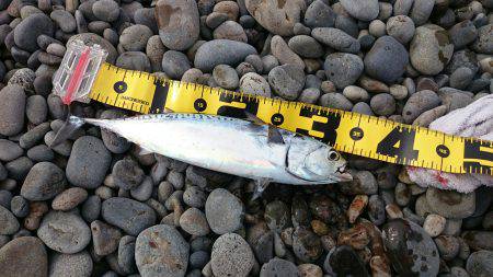 煙樹ヶ浜へ初遠征