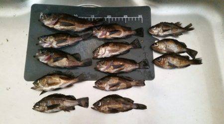 メバルの活性低め