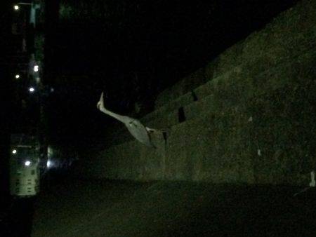 里帰りからの帰りアジング