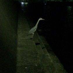 里帰りからの帰りアジング