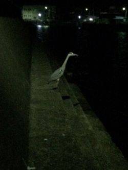 里帰りからの帰りアジング