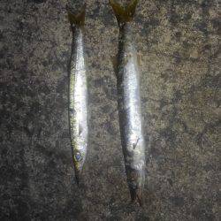 アジングのつもりが・・・