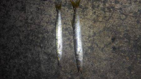 アジングのつもりが・・・