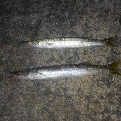 アジングのつもりが・・・