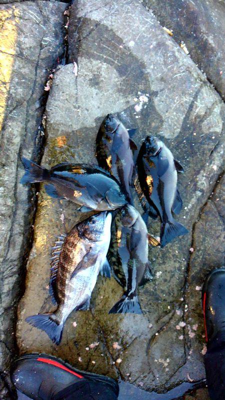 太地でグレ釣り