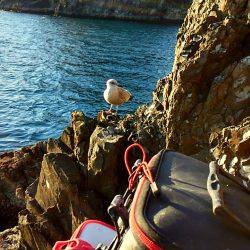 勝浦でグレ釣り