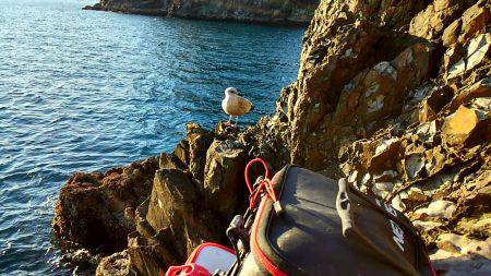 勝浦でグレ釣り