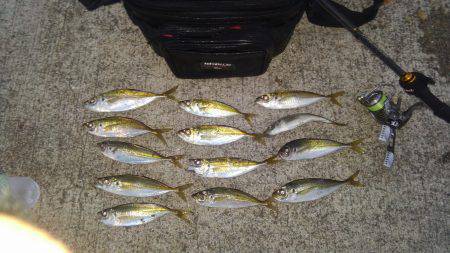 三が日アジング