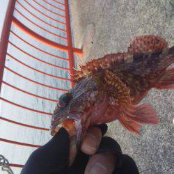 初釣りはガシラ