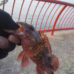 初釣りはガシラ