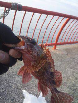 初釣りはガシラ