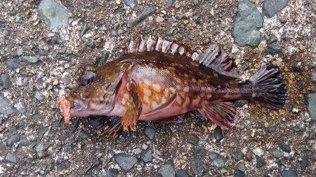 ミップル周辺で釣りをする