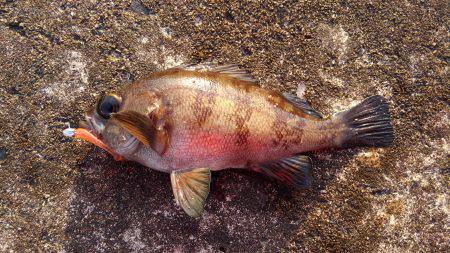 ミップル近くで釣りをする(笑)。