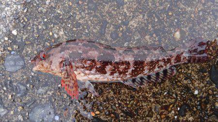 ミップル周辺で釣りをする(笑)。