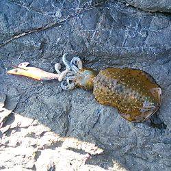 今年の初釣りエギング！