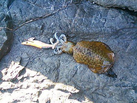 今年の初釣りエギング！