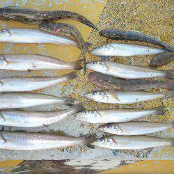 ２０１６初釣行も都志漁港へ