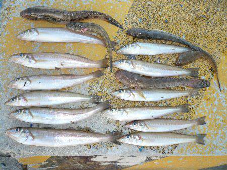 ２０１６初釣行も都志漁港へ