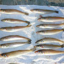 志筑川護岸でキス狙い