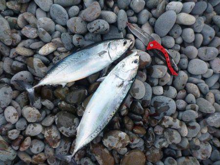 初釣りはアジのカゴ釣りで♪