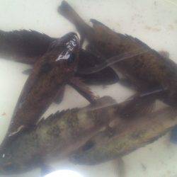 モーニング小眼張