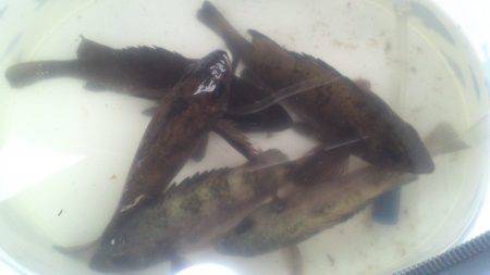 モーニング小眼張