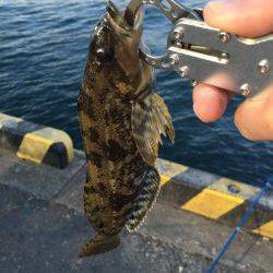 タチウオはそろそろ終わりでしょうか