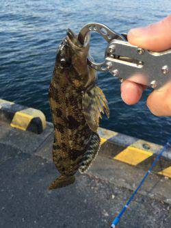 タチウオはそろそろ終わりでしょうか