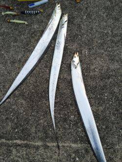 東面  朝マズメ