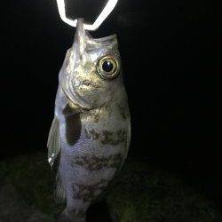 メバリング 嬉しい外道