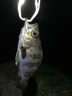 メバリング 嬉しい外道