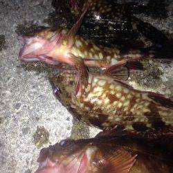 ロックフィッシュ釣行