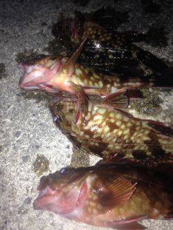 ロックフィッシュ釣行