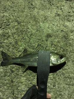 極寒メバリング