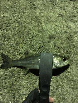 極寒メバリング