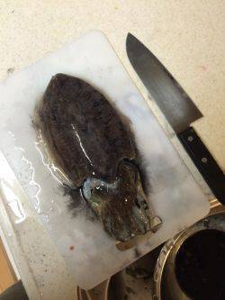 コウイカエギング