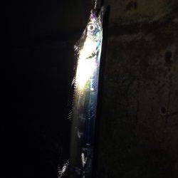 メバリングで太刀魚！