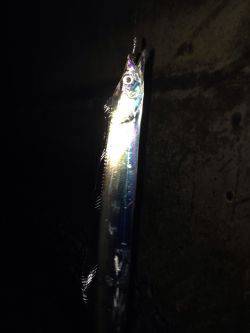 メバリングで太刀魚！