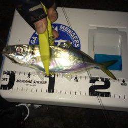 伊根アジング part2