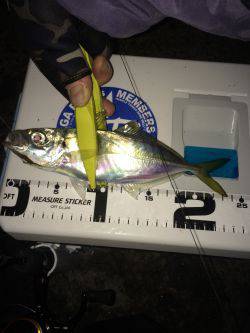 伊根アジング part2