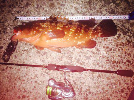 アコウを求めて・・・