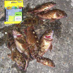 たまや渡船の半夜便でロックフィシュV(^_^)V